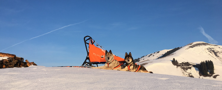 Leichter Hundeschlitten ab 1 Hund PIUMA