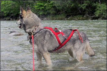 Energieb&uuml;ndel FLY (geb.7.7.01)