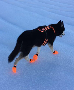 Psotenschutzschuhe im Schnee Cordura 500