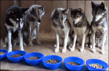 F&uuml;tterung im Rudel