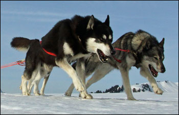 Alles f&uuml;r den n&ouml;tigen Power...