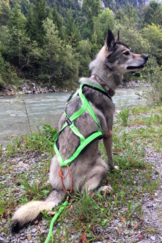 Zuggeschirr f&uuml;r Scooter