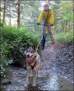 Unterwegs im Bach die Pfoten k&uuml;hlen