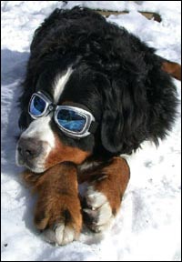 Hundebrille bei Sennenhund - Gr&ouml;sse LARGE