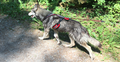 ideales Brsutgeschirr f&uuml;r den Alltag